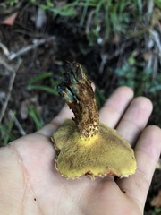 Suillus lakei