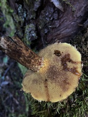 Suillus lakei