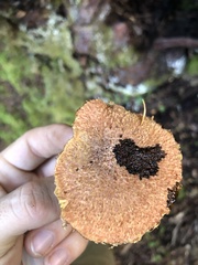 Suillus lakei