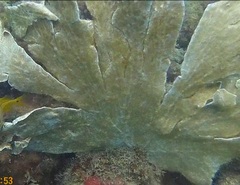 Phyllogorgia dilatata