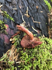 Tubaria punicea
