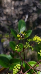 Nemophora