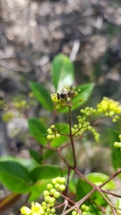 Nemophora