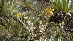 Espeletia