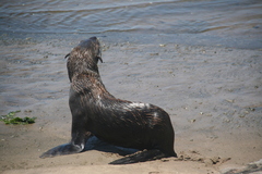 Arctocephalus pusillus pusillus