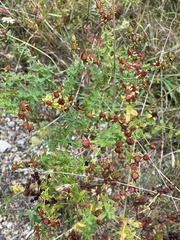 Hypericum × desetangsii