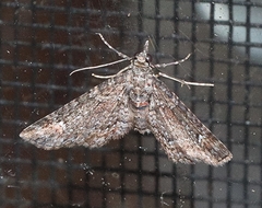 Pasiphilodes testulata