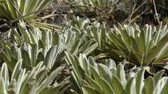 Espeletia