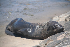 Arctocephalus pusillus pusillus