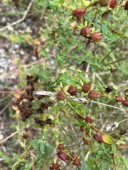 Hypericum × desetangsii