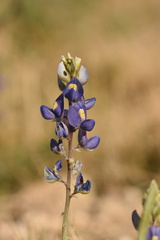 Lupinus havardii