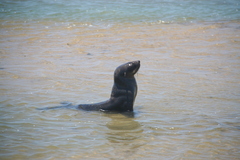 Arctocephalus pusillus pusillus