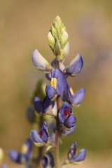 Lupinus havardii