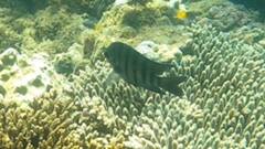 Abudefduf bengalensis