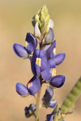 Lupinus havardii
