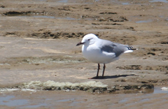 Chroicocephalus hartlaubii