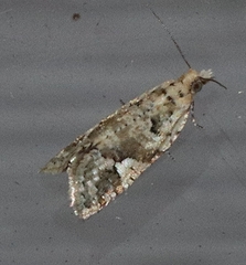 Euphona euphona