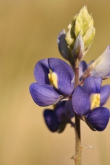 Lupinus havardii