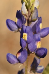 Lupinus havardii