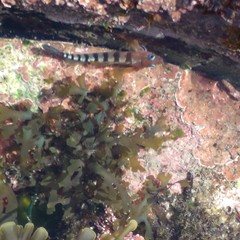 Notoclinops segmentatus