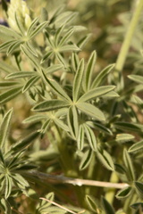 Lupinus havardii