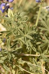 Lupinus havardii