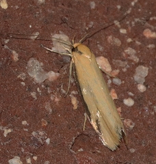 Philobota protecta