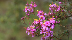 Chaetolepis lindeniana