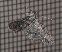 Pasiphilodes testulata
