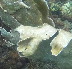 Phyllogorgia dilatata