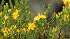 Hypericum laricifolium