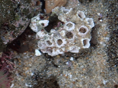 Hexanauplia