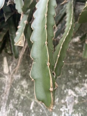 Selenicereus