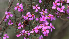 Chaetolepis lindeniana