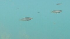 Melanotaenia splendida splendida