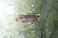 Leptobrachella murphyi