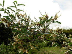 Sophora moorcroftiana