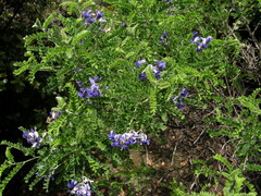 Sophora moorcroftiana
