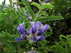Sophora moorcroftiana