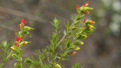 Castilleja meridensis
