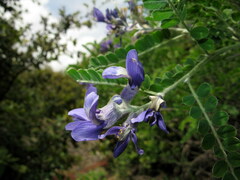 Sophora moorcroftiana