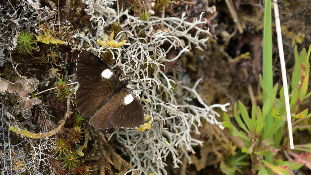 Steromapedaliodes albonotata