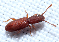 Silvanoprus angusticollis