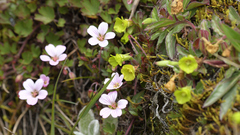 Oenothera multicaulis