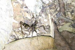 Tachycines asynamorus