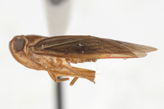 Plectoderini