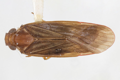 Plectoderini