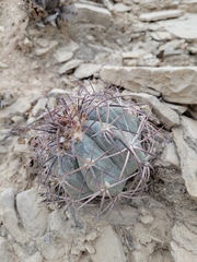 Echinocactus horizonthalonius