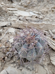 Echinocactus horizonthalonius