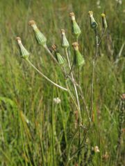 Senecio lageniformis